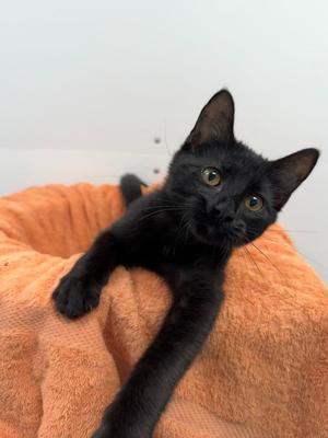 Juliette, kitten, available for adoption