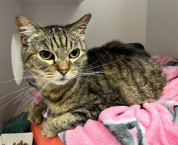 Emily, senior, available for adoption