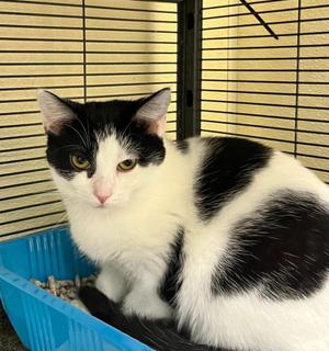 Cinderella, kitten, available for adoption