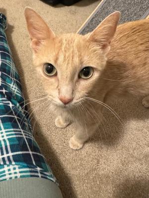 Fanta, young, available for adoption