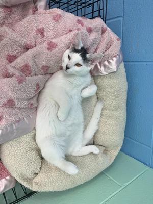 A white cat with black spots is lying on its back in a cozy, cushioned bed. The cat is resting on a soft blanket with pink hearts, and the bed is placed against a blue wall. The cat appears relaxed and comfortable, with its paws slightly raised.