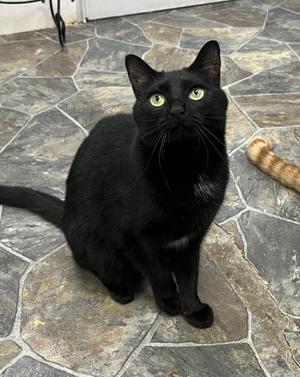 Lotus, young, available for adoption