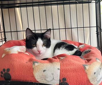 Azula, young, available for adoption