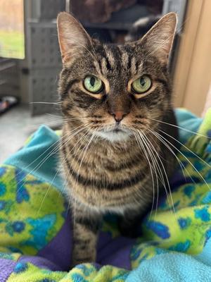 Dylon, senior, available for adoption