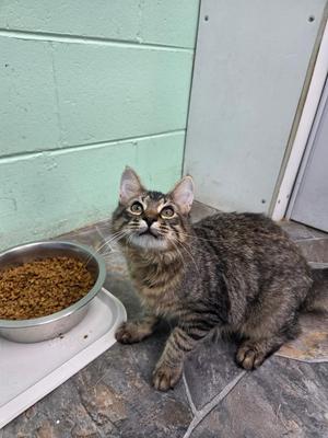 Ciabatta, kitten, available for adoption