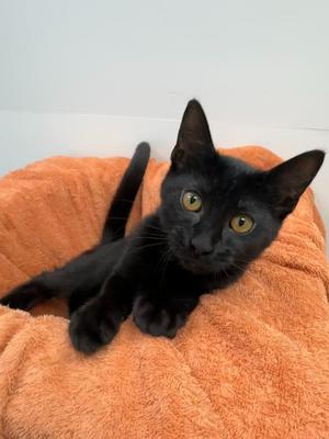 Elizabeth, kitten, available for adoption