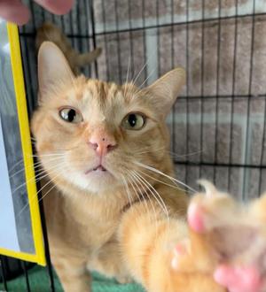 George, adult, available for adoption