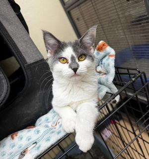 Flurry, kitten, available for adoption