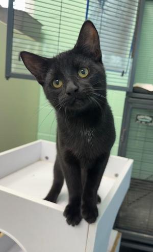 Fuji, kitten, available for adoption