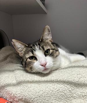 Clarabelle, adult, available for adoption