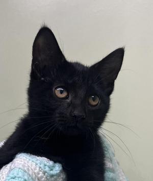 A black cat with large, expressive eyes is wrapped in a light blue and white knitted blanket. The cat is looking directly at the camera with a curious expression. The background is a plain, light-colored wall.