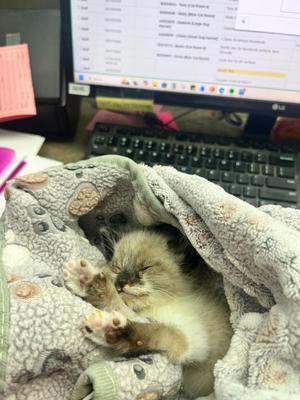 Edinburgh, kitten, available for adoption