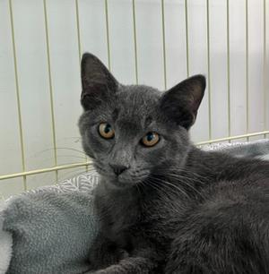 Fernando, kitten, available for adoption