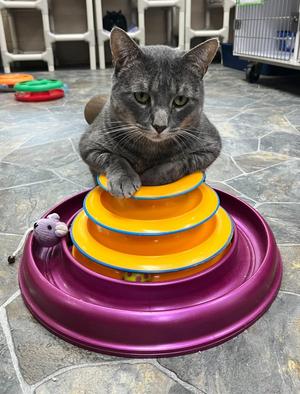 Joey, adult, available for adoption
