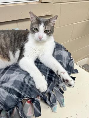 Evan, adult, available for adoption