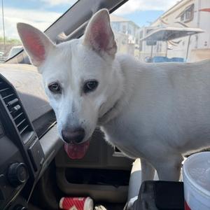 Pearl, Shepherd, adult, available for adoption