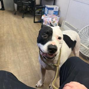 Biscuit, Terrier, Pit Bull, adult, available for adoption