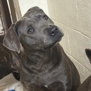 A black dog sitting against a wall, looking up with its head tilted.