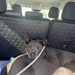 A dog lying in the back of a car, looking at the camera.