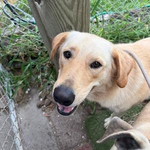 Bud, Retriever, adult, available for adoption