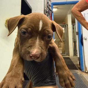 Bear, Terrier, American Pit Bull, adult, available for adoption