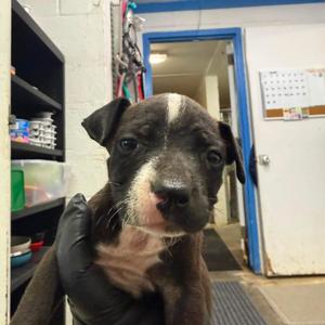 Cleo, Terrier, American Pit Bull, adult, available for adoption