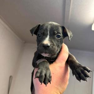 Arya, Terrier, American Pit Bull, adult, available for adoption