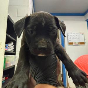 Orion, Terrier, American Pit Bull, adult, available for adoption