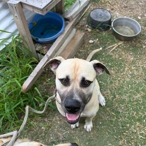 Moose, Mastiff, adult, available for adoption