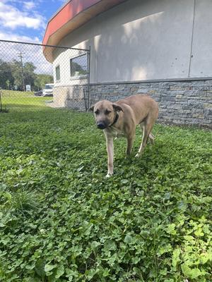 Buddy, Mixed Breed, adult, available for adoption