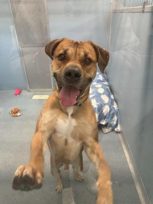 A brown dog with floppy ears and its tongue hanging out, with its front paws raised.