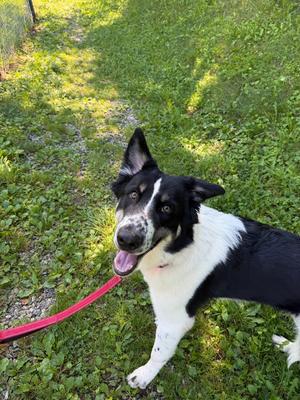 Oreo, Mixed Breed, adult, available for adoption