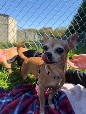 Ginger, Mixed Breed, senior, available for adoption