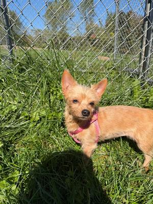 Gigi, Mixed Breed, senior, available for adoption