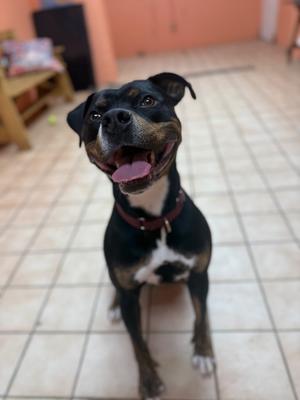 Mojo Jojo, Mixed Breed, adult, available for adoption