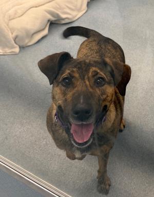 Coco, Mixed Breed, adult, available for adoption