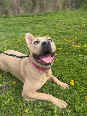 Rue, Mixed Breed, adult, available for adoption