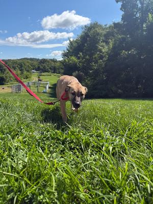 Lola, Mixed Breed, adult, available for adoption