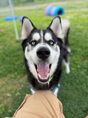 Loki, Mixed Breed, adult, available for adoption
