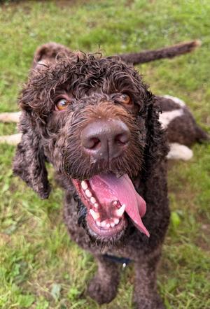 Mocha, Mixed Breed, adult, available for adoption