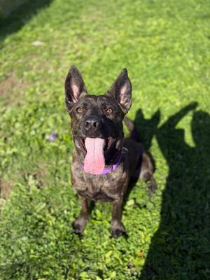 Nymera, Mixed Breed, adult, available for adoption