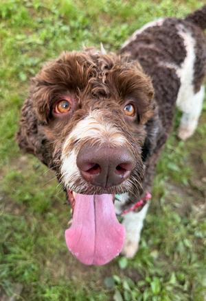 Chai, Mixed Breed, adult, available for adoption