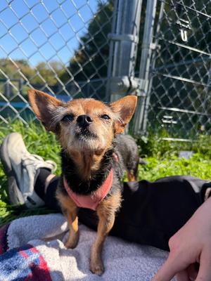 Joy, Mixed Breed, senior, available for adoption