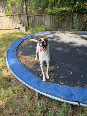 Cooper, Hound, young, available for adoption