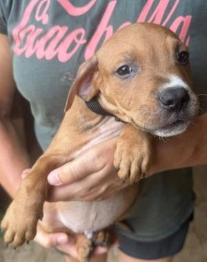 Brady, puppy, available for adoption