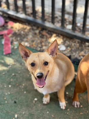 Arthos, Rat Terrier, young, available for adoption