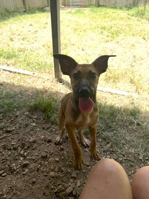 Bambi, Black Mouth Cur / Shepherd, young, available for adoption