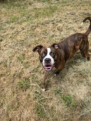 A brindle and white dog with a happy expression, standing on a grassy field.