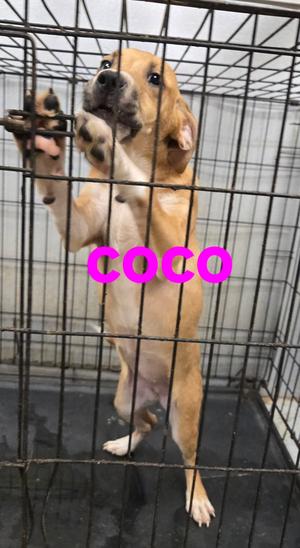 Coco, American Pit Bull Terrier, young, available for adoption