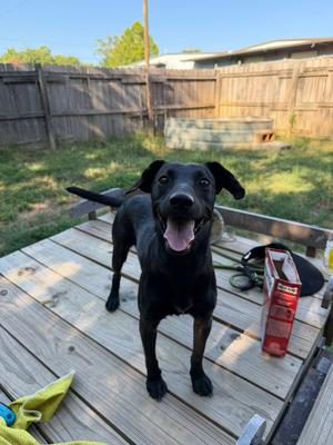 Barbie, Dachshund, young, available for adoption